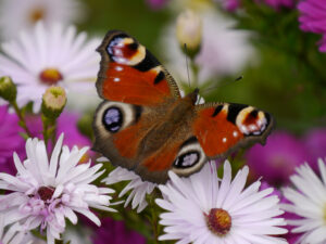 Edelfalter, Tagpfauenauge, Aglais io, Wurzerlsgarten