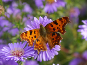 Edelfalter, C-Falter, C-Fuchs,  Polygonia calbum, Wurzerlsgarten     