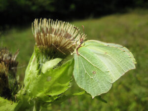 Zitronenfalter, weibl., Gonepteryx rhamni, auf Kohldistel, Cirsium oleraceum (L.)  