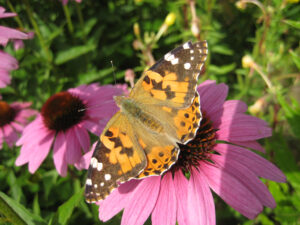 Distelfalter, Vanessa cardui, Wurzerlsgarten