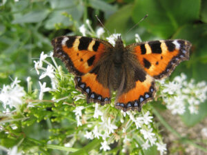 Falter, Kleiner Fuchs, Aglais urticae