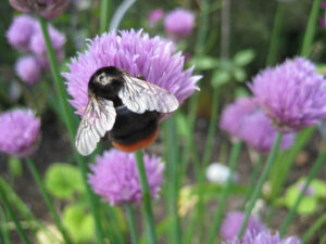 Wildbienen, Hummel, Bombus lapidarius, Steinhummel, auf Schnittlauch