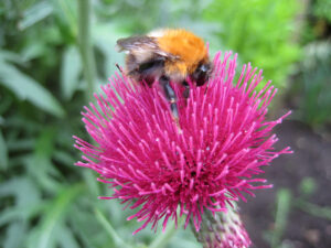 Wildbienen, Hummel, Bombus  pascuorum, Ackerhummel,  auf Cirsium rivulare 'Atropurpureum'         