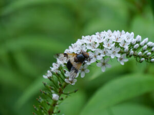 Schwebfliegen, Gemeine Waldschwebfliege, Volucella pellucens, auf Schneefelberich, Wurzerlsgarten