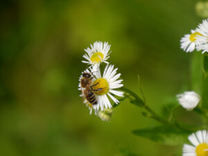 Apis mellifera, Honigbiene, auf lange blühendem Berufskraut, Erigeron annuus in Wurzerlsgarten