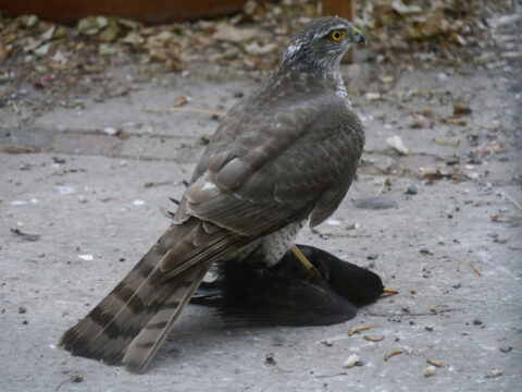 Sperber-Weibchen schlägt todkranke Amsel auf der Terrasse von Wurzerlsgarten.