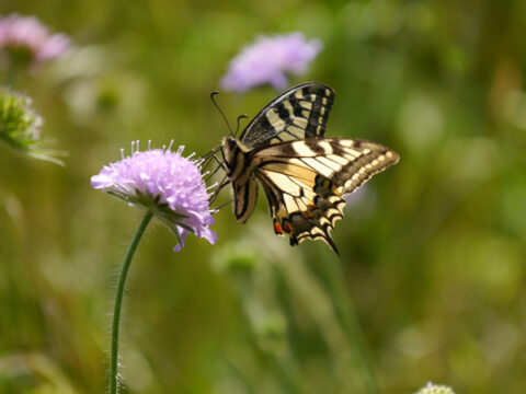 Schwalbenschwanz auf Knautia arvensis, einem Insektenmagneten, Wurzerlsgarten