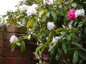 Alter Rhododendron-Bestand in Wurzerlsgarten