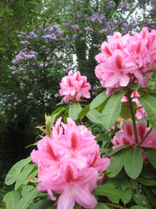 Alter Rhododendronbestand in Wurzerlsgarten, vor Flieder