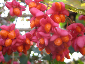 Euonymus europaeus, Pfaffenhütchen,  in Wurzerlsgarten