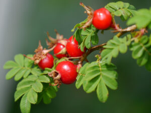 Rosa omeiensis pteracantha, Hagebutten gibt es schon im Juni in Wurzerlsgarten