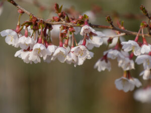 Prunus incisa 'Kojou-no-mai', meine früheste Kirschblüte im März in Wurzerlsgarten