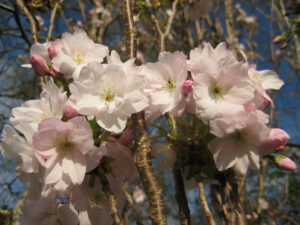 Prunus serrulata 'Amanogawa', normale April-Blüte in Wurzerlsgarten