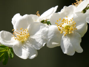 weiß, Rosa omeiensis pteracantha, chinesische Stacheldrahtrose, früheste Rosenblüte Blüte April, Mai in Wurzerlsgarten