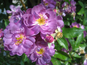 Rosa 'Veilchenblau', reich blühender Rambler, vor Regen geschützt in Wurzerlsgarten