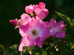 Rosa 'Rosenreigen', offene Schalenblüten, remontierend, in Wurzerlsgarten