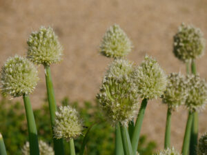 Allium fistulosum, Lauchzwiebel, Allium sieht nicht nur toll aus, es schmeckt auch in Wurzerlsgarten