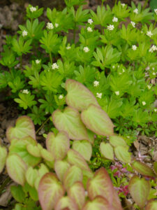 Galium odoratum, Waldmeister hinter Epimedium rubrum in Wurzerlsgarten