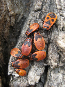 gemeine Feuerwanze, Pyrrhocoris apterus, hauptsächlichNymphen,  