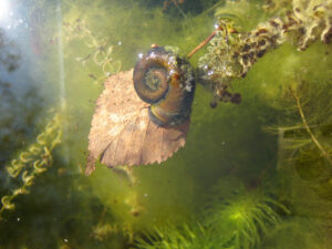 Posthornschnecke, Planorbarius corneus, im Teich in Wurzerlsgarten 