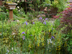 Der Gartenteich mit Unterwasser- und Sumpfpflanzen in Wurzerlsgarten