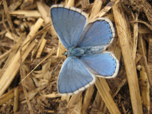 Himmelblauer Bläuling, Lysandra bellargus, Wurzerlsgarten