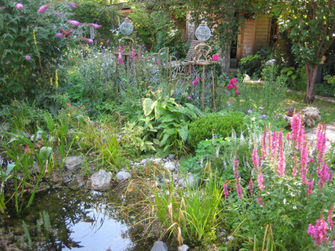 2. Platz Besonders wichtig ist in meinem Garten der Chelsea Chop im Mixed Border rund um den Teich in Wurzerlsgarten