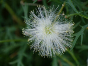 große Rarität! Calliandra haematocephala 'Alba', Weißer Puderquastenstrauch, Chiemgau-Kaktus