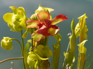 Sarracenia flava, Chiemgau-Kaktus