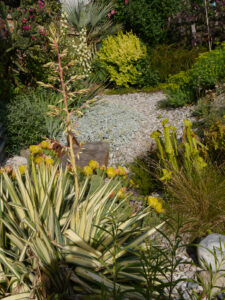 Opuntia ellisiana 'Alois Smrczek' und Yucca filemanetosa 'Variegata', Chiemgau-Kaktus