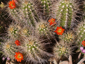 Echinocereus polyacanthus, Chiemgau-Kaktus