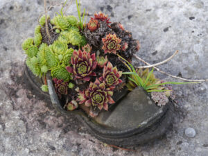 Sempervivum im Schuh, Wurzerl wachsen überall bei Chiemgau Kaktus