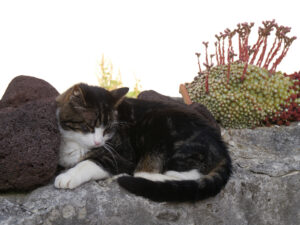 Franzi genießt die Nachmittagssonne auf der Mauer, Chiemgau Kaktus