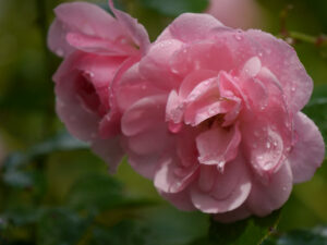 Rosa 'Bonica 82', Wurzerlsgarten