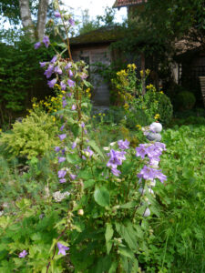 Campanula trachelium, die Waldglockenblume, Wurzerlsgarten 