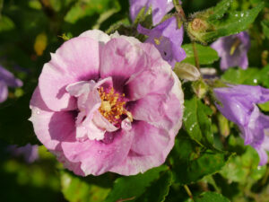 Rosa 'Bright' Eyes', Wurzerlsgarten