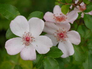 Rosa 'Sweet Pretty', Wurzerlsgarten