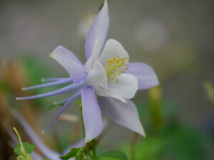 Aquilegia caerulea, blauweiß Hybride, in Wurzerlsgarten