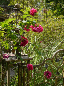 Rosa 'Dark Lady' am Paradiestor in Wurzerlsgarten