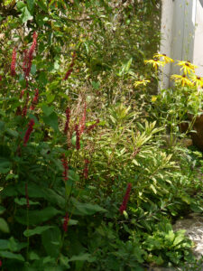 Euphorbia, Kerzenknöterich und Rudbeckia, in Wurzerlsgarten