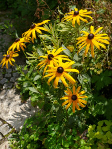 Rudbeckia fulgida 'Goldsturm', Wurzerlsgarten