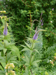 Veronicastrum virginicum und Phlomis russeliana, Wurzerlsgarten