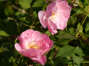 rosa, Rosa 'The Lady's Blush', Wurzerlsgarten