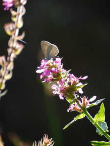 Zwerg-Bläuling, Cupido minimus auf Lythrum salicaria 'Zigeunerliebe' in Wurzerlsgarten