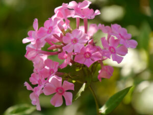 Phlox paniculata 'Allinger Gartenhochzeit'