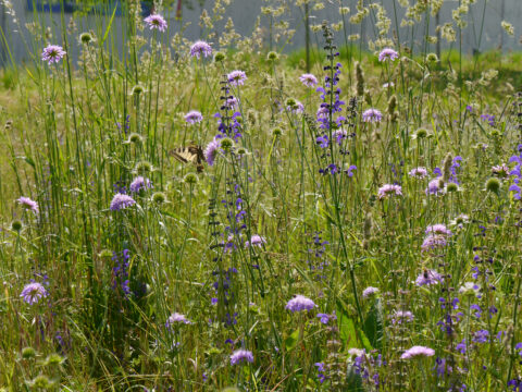 Blumenwiese mit Schwalbenschwanz bei Grube Messel