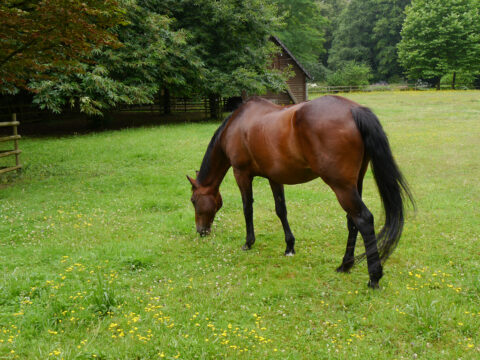 Braunes Pferd auf der Weide