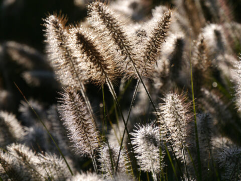 Pennisetum alopecuroides var. viridescens, Lampenputzergras, in Wurzerlsgarten