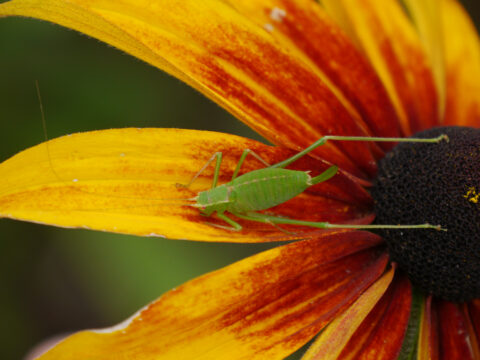 Heuschrecke auf Rudbeckia hirta 