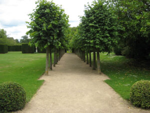 Blick auf eine der beiden langen Linden-Alleen im formalen Garten von Coughton Court